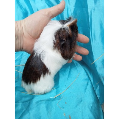 025-0109 Ginepig Coronet Guinea Pig Dişi Rezerve Bolu 025-0109 Ginepig Coronet Guinea Pig Dişi Rezerve Bolu