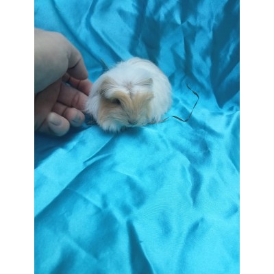 025-0709 Ginepig Coronet Guinea Pig Dişi Rezerve İzmir