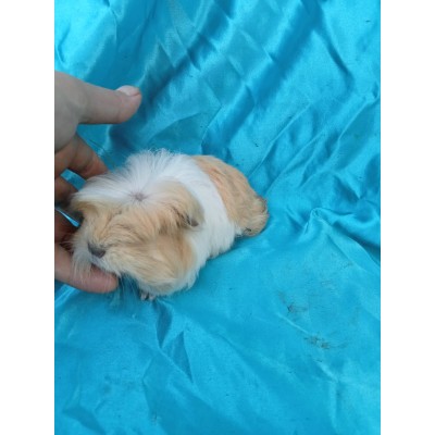 024-0902 Ginepig Coronet Guinea Pig Dişi Sahiplendirildi antalya 024-0902 Ginepig Coronet Guinea Pig Dişi Sahiplendirildi antalya