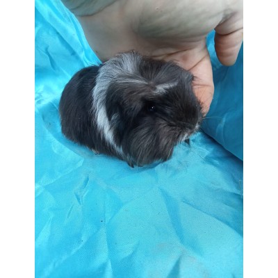 024-1007 Ginepig Coronet Guinea Pig Erkek Sahiplendirildi İzmir 024-1007 Ginepig Coronet Guinea Pig Erkek Sahiplendirildi İzmir