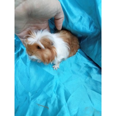 024-1008 Ginepig Coronet Guinea Pig Erkek Sahiplendirildi İzmir 024-1008 Ginepig Coronet Guinea Pig Erkek Sahiplendirildi İzmir