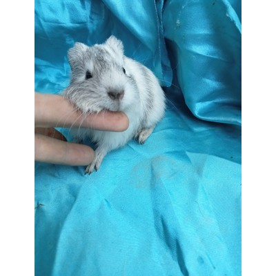 024-1009-Guinea-Pig-Dutch-Hollanda-Safkan-Ginepig-Erkek Sahiplendirildi İzmir 024-1009-Guinea-Pig-Dutch-Hollanda-Safkan-Ginepig-Erkek Sahiplendirildi İzmir