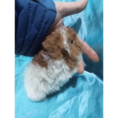 024-1204 Ginepig Kıvırcık Guinea Pig Dişi 024-1204 Ginepig Kıvırcık Guinea Pig Dişi