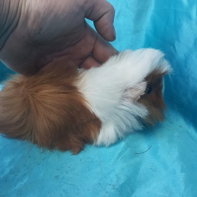 022-0505  Ginepig Peruvian Guinea Pig Dişi Sahiplendirildi Ünye
