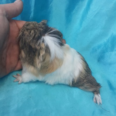 022-0507 Ginepig Coronet Guinea Pig Dişi Sahiplendirildi İst. 022-0507 Ginepig Coronet Guinea Pig Dişi Sahiplendirildi İst.