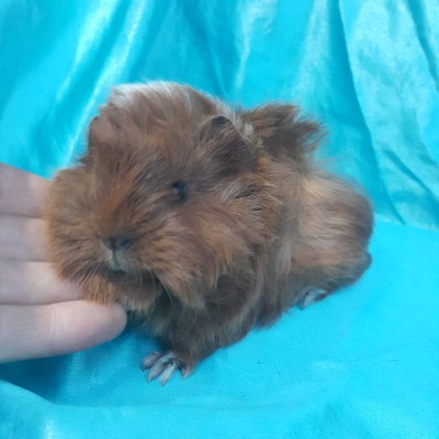 021-0113 Ginepig Peruvian Guinea Pig Dişi Sahiplendirildi