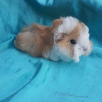 021-0201 Ginepig Peruvian Guinea Pig Dişi Sahiplendirildi Bursa