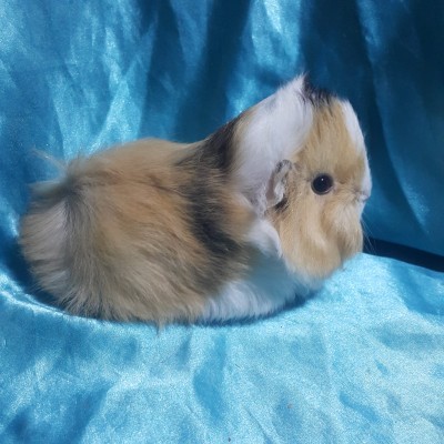 021-0203 Ginepig Peruvian Guinea Pig Dişi Sahiplendirildi İstanbul 021-0203 Ginepig Peruvian Guinea Pig Dişi Sahiplendirildi İstanbul