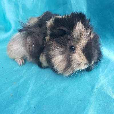 021-0315 Ginepig Peruvian Guinea Pig Dişi Sahiplendirildi Adana 021-0315 Ginepig Peruvian Guinea Pig Dişi Sahiplendirildi Adana