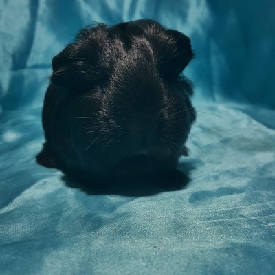 021-0505 Ginepig Sheltie Guinea Pig Erkek Rezerve Zonguldak 021-0505 Ginepig Sheltie Guinea Pig Erkek Rezerve Zonguldak