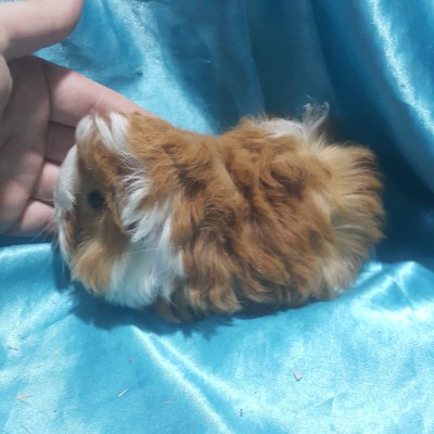 021-0807 Ginepig Peruvian Guinea Pig Dişi Rezerve İstanbul 021-0807 Ginepig Peruvian Guinea Pig Dişi Rezerve İstanbul