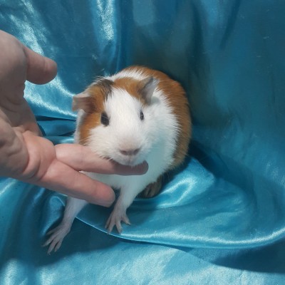 021-0910-Guinea-Pig-Dutch-Hollanda-Safkan-Ginepig-Erkek Sahiplendirildi İzmir 021-0910-Guinea-Pig-Dutch-Hollanda-Safkan-Ginepig-Erkek Sahiplendirildi İzmir