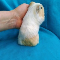 Guinea Pig Sheltie Ginepig Dişi Sahiplendirildi