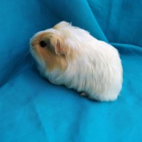 Guinea Pig Sheltie Ginepig Dişi Sahiplendirildi