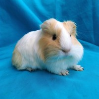 Guinea Pig Sheltie Ginepig Dişi Sahiplendirildi