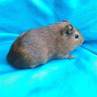Ginepig Dutch Guinea Pig Dişi Sahiplenirildi Ginepig Dutch Guinea Pig Dişi Sahiplenirildi