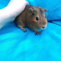 Ginepig Dutch Guinea Pig Dişi Sahiplenirildi Ginepig Dutch Guinea Pig Dişi Sahiplenirildi