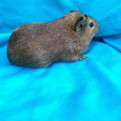 Ginepig Dutch Guinea Pig Dişi Sahiplenirildi Ginepig Dutch Guinea Pig Dişi Sahiplenirildi