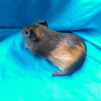Ginepig Dutch Guinea Pig Dişi Sahiplenirildi Ginepig Dutch Guinea Pig Dişi Sahiplenirildi