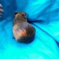 Ginepig Dutch Guinea Pig Dişi Sahiplenirildi Ginepig Dutch Guinea Pig Dişi Sahiplenirildi