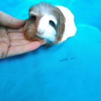 Ginepig Coronet Safkan Guinea Pig Dişi Sahiplendirildi Ankara