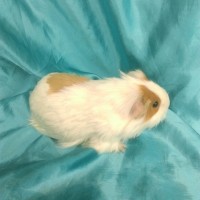 019-0113 Yetişkin Ginepig Sheltie Guinea Pig Dişi Sahiplendirildi 019-0113 Yetişkin Ginepig Sheltie Guinea Pig Dişi Sahiplendirildi