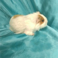 019-0113 Yetişkin Ginepig Sheltie Guinea Pig Dişi Sahiplendirildi 019-0113 Yetişkin Ginepig Sheltie Guinea Pig Dişi Sahiplendirildi