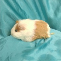 019-0113 Yetişkin Ginepig Sheltie Guinea Pig Dişi Sahiplendirildi 019-0113 Yetişkin Ginepig Sheltie Guinea Pig Dişi Sahiplendirildi