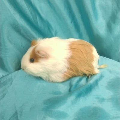 019-0113 Yetişkin Ginepig Sheltie Guinea Pig Dişi Sahiplendirildi 019-0113 Yetişkin Ginepig Sheltie Guinea Pig Dişi Sahiplendirildi