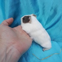 019-0156-Guinea-Pig-Dutch-Hollanda-Safkan-Ginepig-Dişi Sahiplendirildi