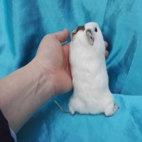 019-0156-Guinea-Pig-Dutch-Hollanda-Safkan-Ginepig-Dişi Sahiplendirildi