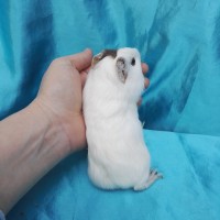 019-0156-Guinea-Pig-Dutch-Hollanda-Safkan-Ginepig-Dişi Sahiplendirildi