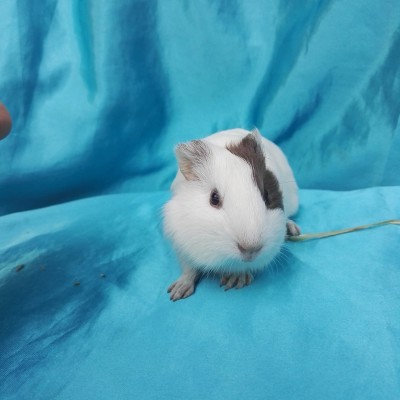 019-0156-Guinea-Pig-Dutch-Hollanda-Safkan-Ginepig-Dişi Sahiplendirildi