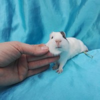 019-0156-Guinea-Pig-Dutch-Hollanda-Safkan-Ginepig-Dişi Sahiplendirildi