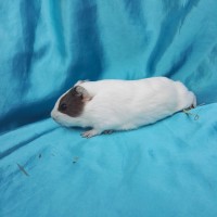 019-0156-Guinea-Pig-Dutch-Hollanda-Safkan-Ginepig-Dişi Sahiplendirildi