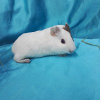 019-0156-Guinea-Pig-Dutch-Hollanda-Safkan-Ginepig-Dişi Sahiplendirildi