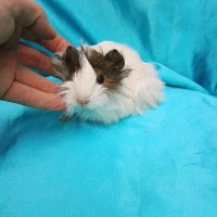 019-0161 Ginepig Peruvian Guinea Pig Dişi Sahiplendirildi 019-0161 Ginepig Peruvian Guinea Pig Dişi Sahiplendirildi