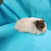 019-0161 Ginepig Peruvian Guinea Pig Dişi Sahiplendirildi 019-0161 Ginepig Peruvian Guinea Pig Dişi Sahiplendirildi