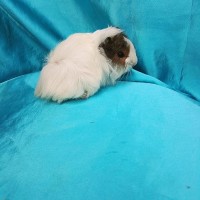 019-0161 Ginepig Peruvian Guinea Pig Dişi Sahiplendirildi 019-0161 Ginepig Peruvian Guinea Pig Dişi Sahiplendirildi