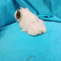 019-0161 Ginepig Peruvian Guinea Pig Dişi Sahiplendirildi 019-0161 Ginepig Peruvian Guinea Pig Dişi Sahiplendirildi