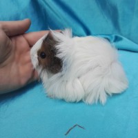 019-0161 Ginepig Peruvian Guinea Pig Dişi Sahiplendirildi 019-0161 Ginepig Peruvian Guinea Pig Dişi Sahiplendirildi
