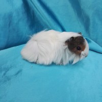 019-0161 Ginepig Peruvian Guinea Pig Dişi Sahiplendirildi 019-0161 Ginepig Peruvian Guinea Pig Dişi Sahiplendirildi