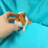 019-0170-Guinea-Pig-Dutch-Hollanda-Safkan-Ginepig-Erkek Sahiplendirildi 019-0170-Guinea-Pig-Dutch-Hollanda-Safkan-Ginepig-Erkek Sahiplendirildi