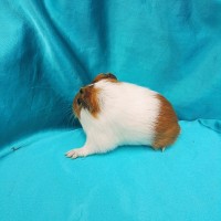 019-0170-Guinea-Pig-Dutch-Hollanda-Safkan-Ginepig-Erkek Sahiplendirildi 019-0170-Guinea-Pig-Dutch-Hollanda-Safkan-Ginepig-Erkek Sahiplendirildi