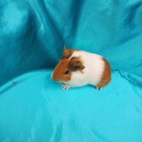 019-0170-Guinea-Pig-Dutch-Hollanda-Safkan-Ginepig-Erkek Sahiplendirildi 019-0170-Guinea-Pig-Dutch-Hollanda-Safkan-Ginepig-Erkek Sahiplendirildi