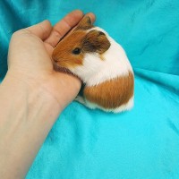 019-0170-Guinea-Pig-Dutch-Hollanda-Safkan-Ginepig-Erkek Sahiplendirildi 019-0170-Guinea-Pig-Dutch-Hollanda-Safkan-Ginepig-Erkek Sahiplendirildi