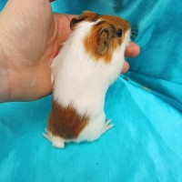 019-0170-Guinea-Pig-Dutch-Hollanda-Safkan-Ginepig-Erkek Sahiplendirildi 019-0170-Guinea-Pig-Dutch-Hollanda-Safkan-Ginepig-Erkek Sahiplendirildi