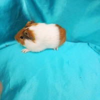 019-0170-Guinea-Pig-Dutch-Hollanda-Safkan-Ginepig-Erkek Sahiplendirildi 019-0170-Guinea-Pig-Dutch-Hollanda-Safkan-Ginepig-Erkek Sahiplendirildi