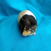Ginepig Dutch Guinea Pig Dişi Sahiplendirildi Eskişehir Ginepig Dutch Guinea Pig Dişi Sahiplendirildi Eskişehir