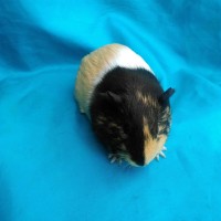 Ginepig Dutch Guinea Pig Dişi Sahiplendirildi Eskişehir Ginepig Dutch Guinea Pig Dişi Sahiplendirildi Eskişehir